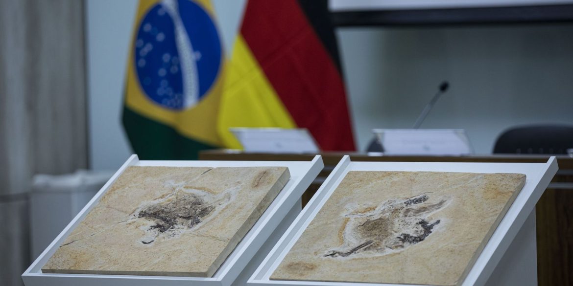 brasil-quer-recuperar-dinossauros-e-patrimonios-que-estao-em-14-paises